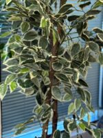 6 FT ARITIFICIAL VARIEGATED FICUS TREE - Image 2