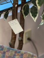 6 FT ARITIFICIAL VARIEGATED FICUS TREE - Image 3