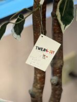 6 FT ARITIFICIAL VARIEGATED FICUS TREE - Image 4